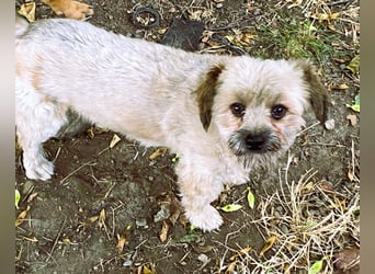 Kleiner Herzbube „Winnie“ – sucht sein Glück für immer