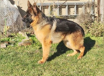 Junger Schäferhund Rüde