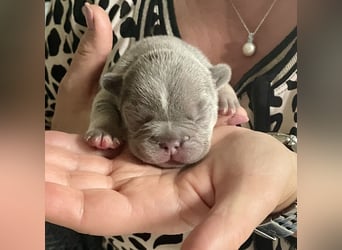 Süsse Französische Bulldoggenbabies sind da!