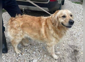 Sam, Golden Retriever