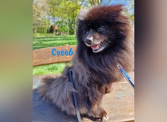 Coco6 09/2019 (in Deutschland) - Pomeranian Zwergspitz Mix sucht verantwortungsvolle Menschen!