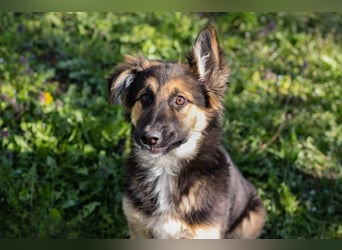 Chip 239982: Hundekind sucht ein Zuhause