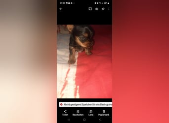 Yorkshire terrier kleinbleibend
