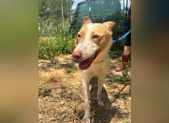 Fröhlichere WILLY mit einem Herzen aus Gold-freundlich zu Hund und MEnsch, läuft gut an der Leine