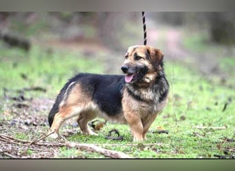 Albert, ca. 4 Jahre jung, 43 cm, wartet so sehr auf seine Chance glücklich zu werden