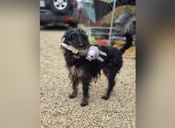 Borzi VA – Sensible Schnauzermix-Hündin sucht ein ruhiges Zuhause bei einer einfühlsamen, ruhigen Pe