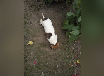 Jack Russell Terrier welpen mit CHIP/Eu-Pass AB SOFORT nur 1 Hündinn