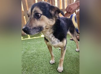 Muffin möchte aus dem Shelter geholt werden