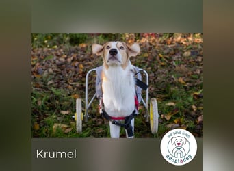 Krumel – Die gute Seele mit Kampfgeist