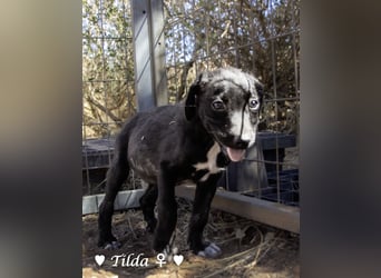 Teddy und seine Geschwister suchen ab September ein Zuhause