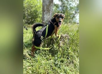 Kleine Riva sucht eine Familie