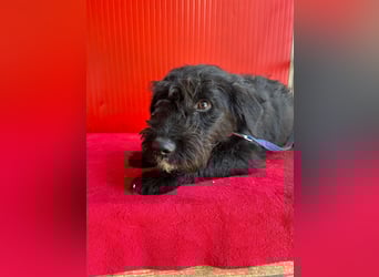 Theo, Schnauzer-Mix, Rüde, geb. am 07.10.2024, 40 cm