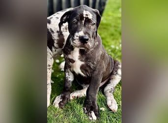 Superschöne nicht ganz reinrassige Deutsche Doggenwelpen können bald ausziehen
