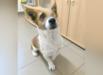 liebenswertes Einauge SZISZI - 7 Jahre, 35cm - Jack Russell-Mix