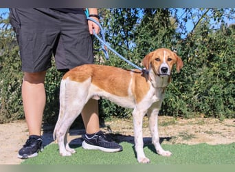 Arnie, Mix Labrador / Podengo