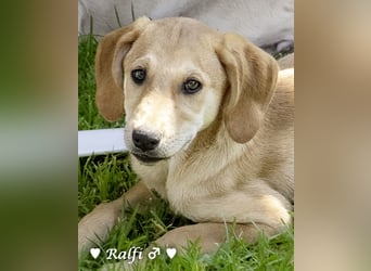 Ralfie, Roberta, Robbie und Rickie suchen eine Familie