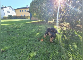 Rottweiler Schäferhund Mix