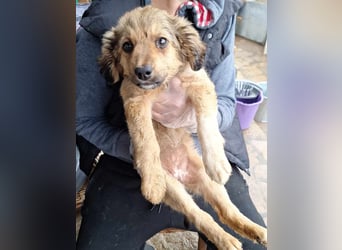 ⭐️MAJA⭐️, Hündin, 3 Monate, 26 cm, Mischling, Tierschutz