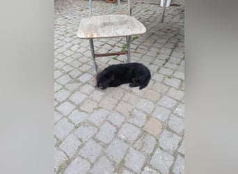 Schäferhund-Mischlingswelpen