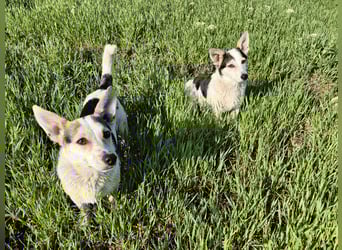 Mara und Max suchen ein Zuhause