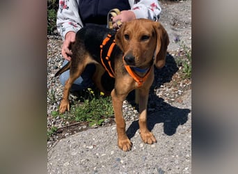 Ellie, eine wunderschöne und liebe Welpine sucht ihre Menschen