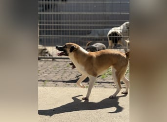Die liebenswerte BOUNTY sucht ihr Zuhause!