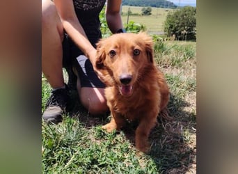 LUCKY, Dackel Mix
