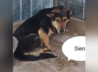 Sienna wartet schon so lange