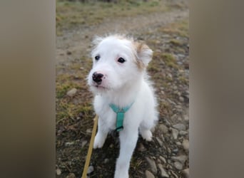 Fröhlicher Welpe Buddy