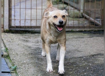 Freundliche INESSA sucht Zuhause zum kuscheln