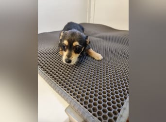 Welpe ALINA - die verspielte und verschmuste kleine Maus träumt von einem eigenen Zuhause