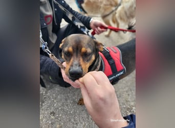Fido SI – Ein aktiver Hund auf der Suche nach einem erfahrenen Zuhause