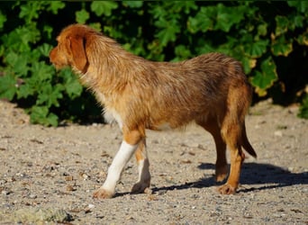 JOLENE-wunderschöne Strubbelmaus mit goldenem Herzen sucht ihre liebevolle "Für-immer-Familie"