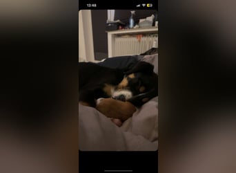 Suße hundin zu verkaufen