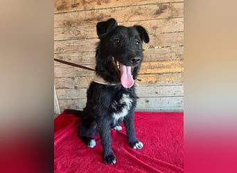 Janko, Schnauzer-Mix, Rüde, geb. am 17.07.2023, 43 cm, 15 kg