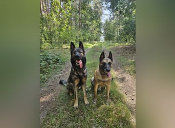 4 jähriger DSH in grau IGP 3, SV Papiere sucht ein neues zu Hause