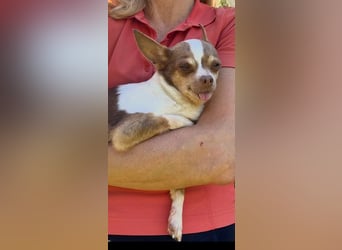 Kleine Seele Chihuahua-Hündin Muci sucht ihr Für-Immer-Zuhause