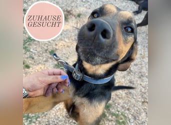 Simba sucht sein Für-Immer-Zuhause ❤️