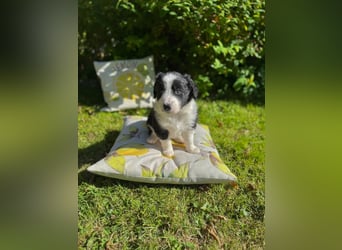 Border Collie welpen 