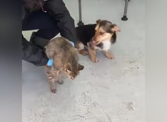 Robin - freundlicher, ruhiger, katzenverträglicher Dackel-Terrier-Mix Rüde / z.Zt. noch in Rumänien