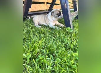 Zuckersüße Freiatmige Bulldoggenwelpen