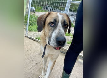 Ruhiger und gelassener Junghund WILLY (2 Jahre) sucht eine Familie