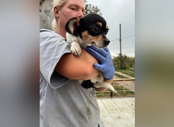 Pityke, kleiner Chihuahua Welpe geb. 2025