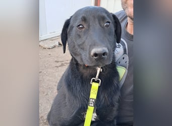 ❤️Labradormix Welpe Nero❤️