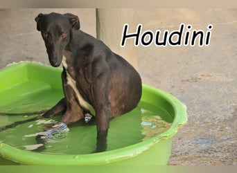 Bringen Sie Houdini weitere Zaubertricks bei?