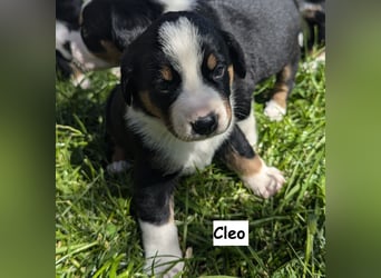 Appenzeller Sennenhund Welpen