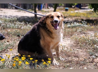 Tieta, Mix Schäferhund / Berner Senne / Collie , lieb und verträglich