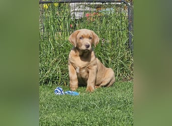 Labrador Welpen mit Ahnenpass