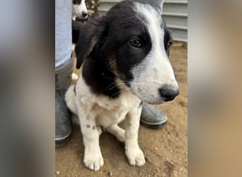 Cosimo, bereits auf PS in DE, sucht wundervolle Familie und Zuhause für immer!