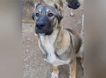 LILY❤️HSH-Mix-Hündin: eine echte Herzensbrecherin & sanfte Seele